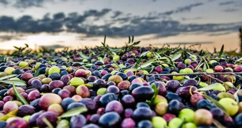 İznik Zeytin Hasadı ve Bursa Turu