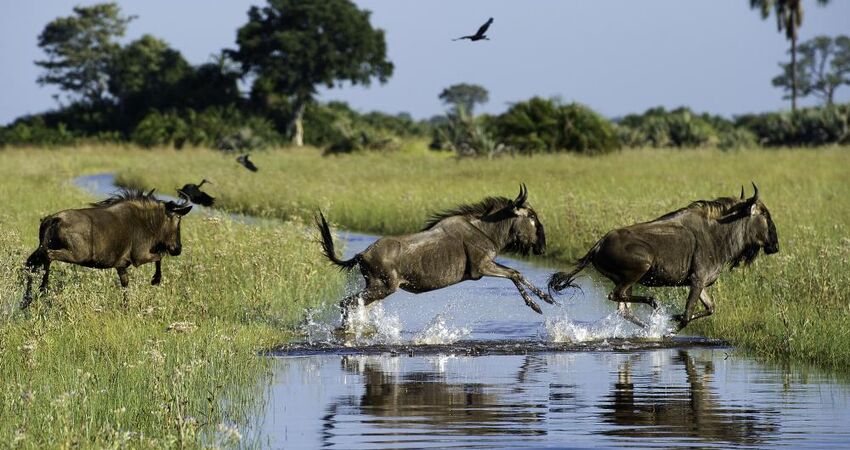 Dolu Dolu Güney Afrika & Botsvana & Victoria Şelaleleri Turu Rotası