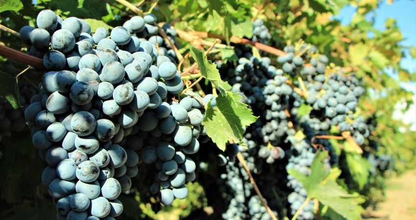 Denizli'nin Saklı Rotası : Çivril Çal Buldan Turu 