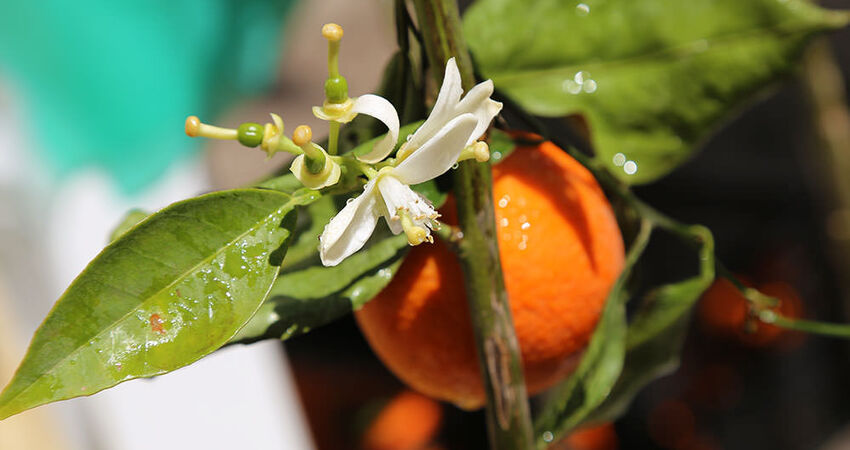 Adana Portakal Çiçeği Festivali Turu (Mersin Konaklamalı) 2.Araç