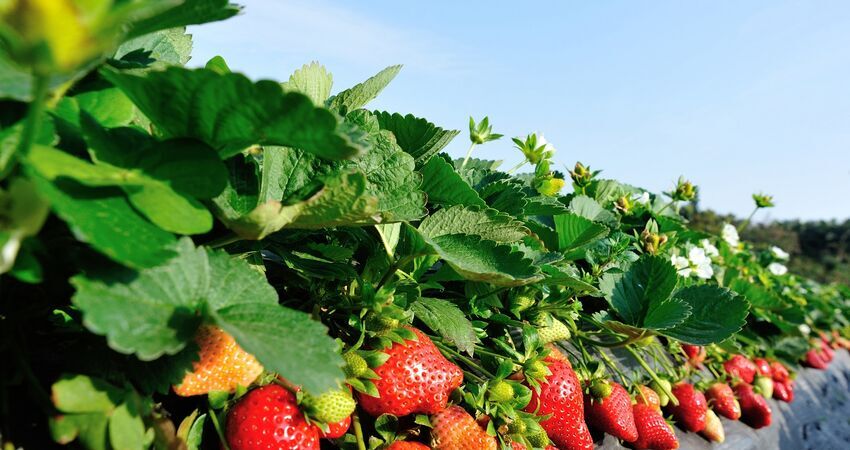 KONYA GASTRONOMİ VE ÇİLEK BAHÇESİ TURU 