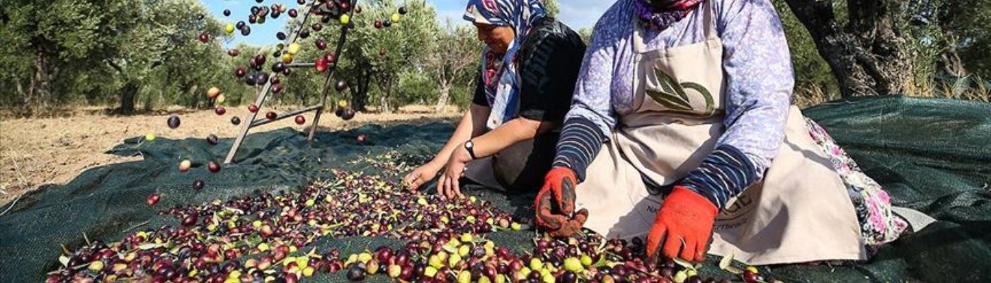 İznik Zeytin Hasadı ve Bursa Turu