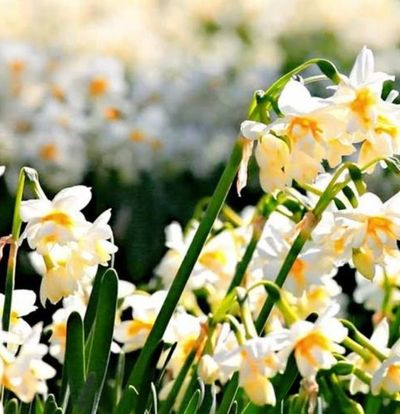 İzmir Mavi Tren ile Karaburun Nergis Tarlaları İzmir Turu (Yataklı Vagon)