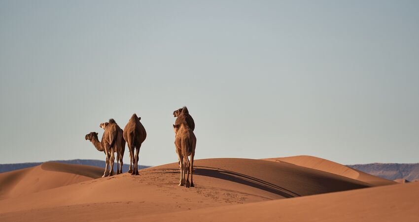 FAS KRALİYET ŞEHİRLERİ TURU