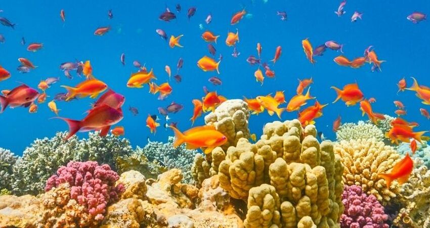 ANKARA ÇIKIŞLI SHARM EL SHEIKH TURLARI (7 GECE 8 GÜN)