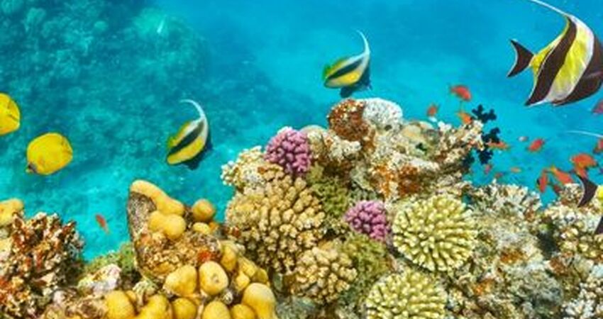 ANKARA ÇIKIŞLI SHARM EL SHEIKH TURLARI (7 GECE 8 GÜN)
