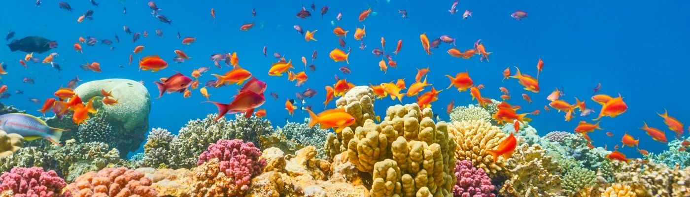 ANKARA ÇIKIŞLI SHARM EL SHEIKH TURLARI (7 GECE 8 GÜN)