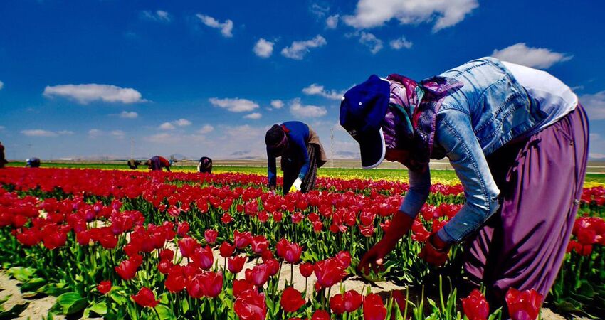 Konya Lale Tarlaları Sille Kelebek Bahçesi Turu