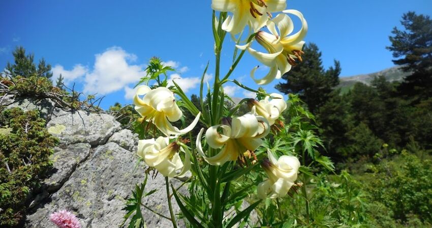 Şavşat Meydancık Macahel Artvin Yaylaları Turu 