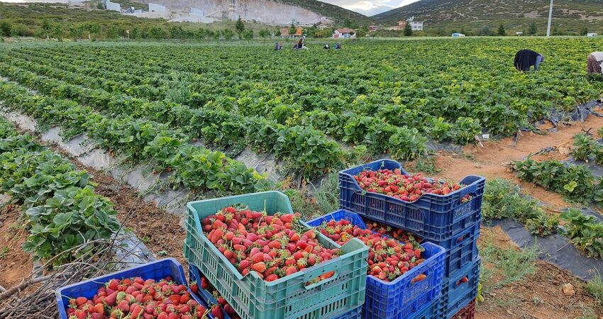 KONYA GASTRONOMİ VE ÇİLEK BAHÇESİ TURU 