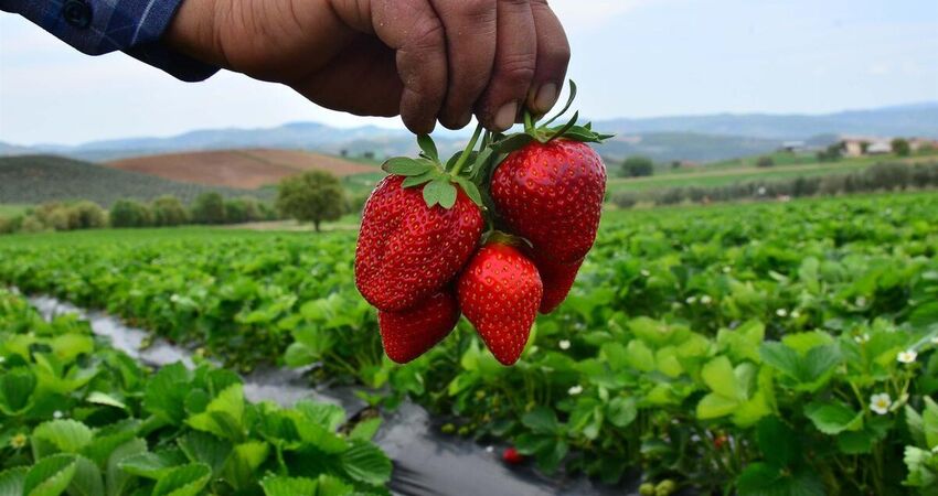 KONYA GASTRONOMİ VE ÇİLEK BAHÇESİ TURU 