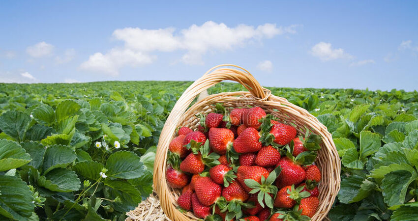 KONYA GASTRONOMİ VE ÇİLEK BAHÇESİ TURU 