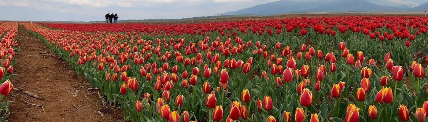 Konya Lale Tarlaları Sille Kelebek Bahçesi Turu